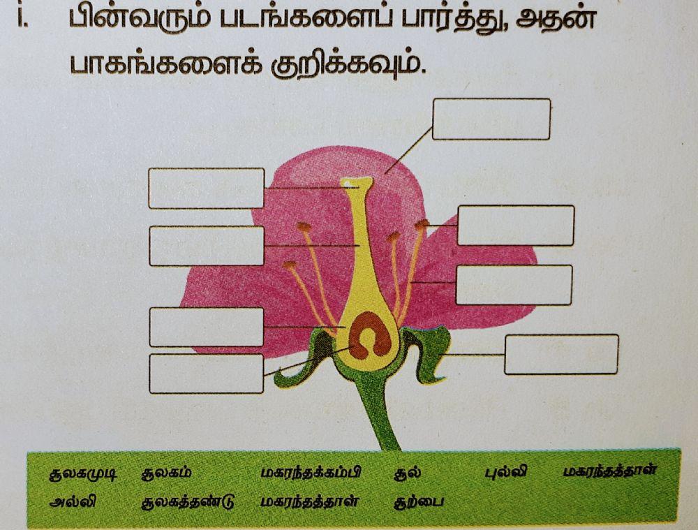 VERTICALl APPEARENCE OF A FLOWER