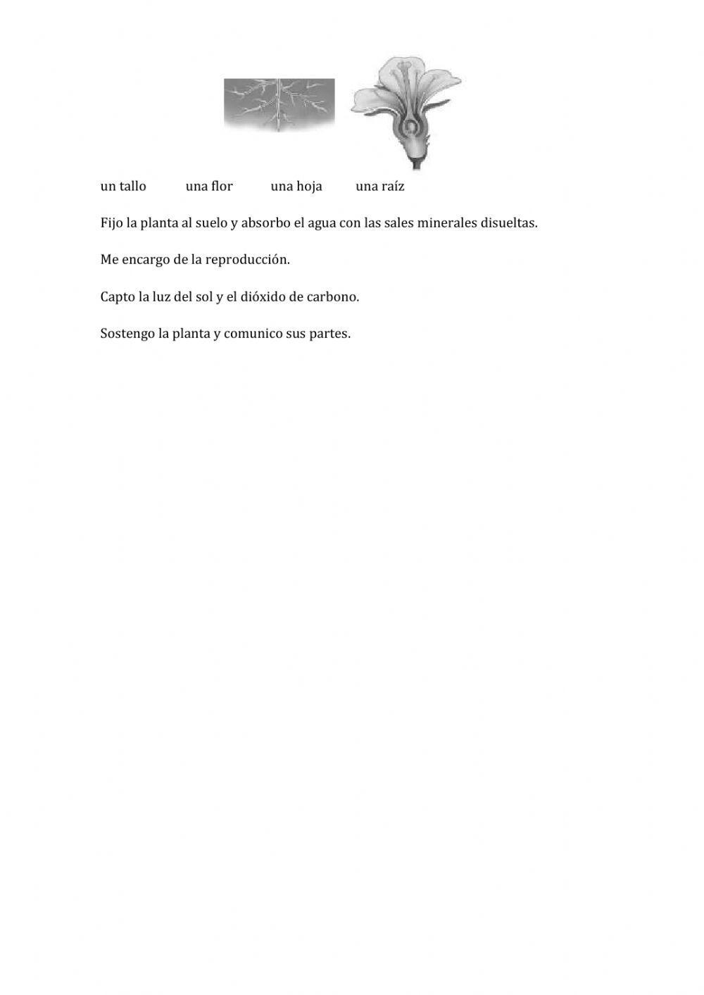 Evaluacion inicial naturales 6º