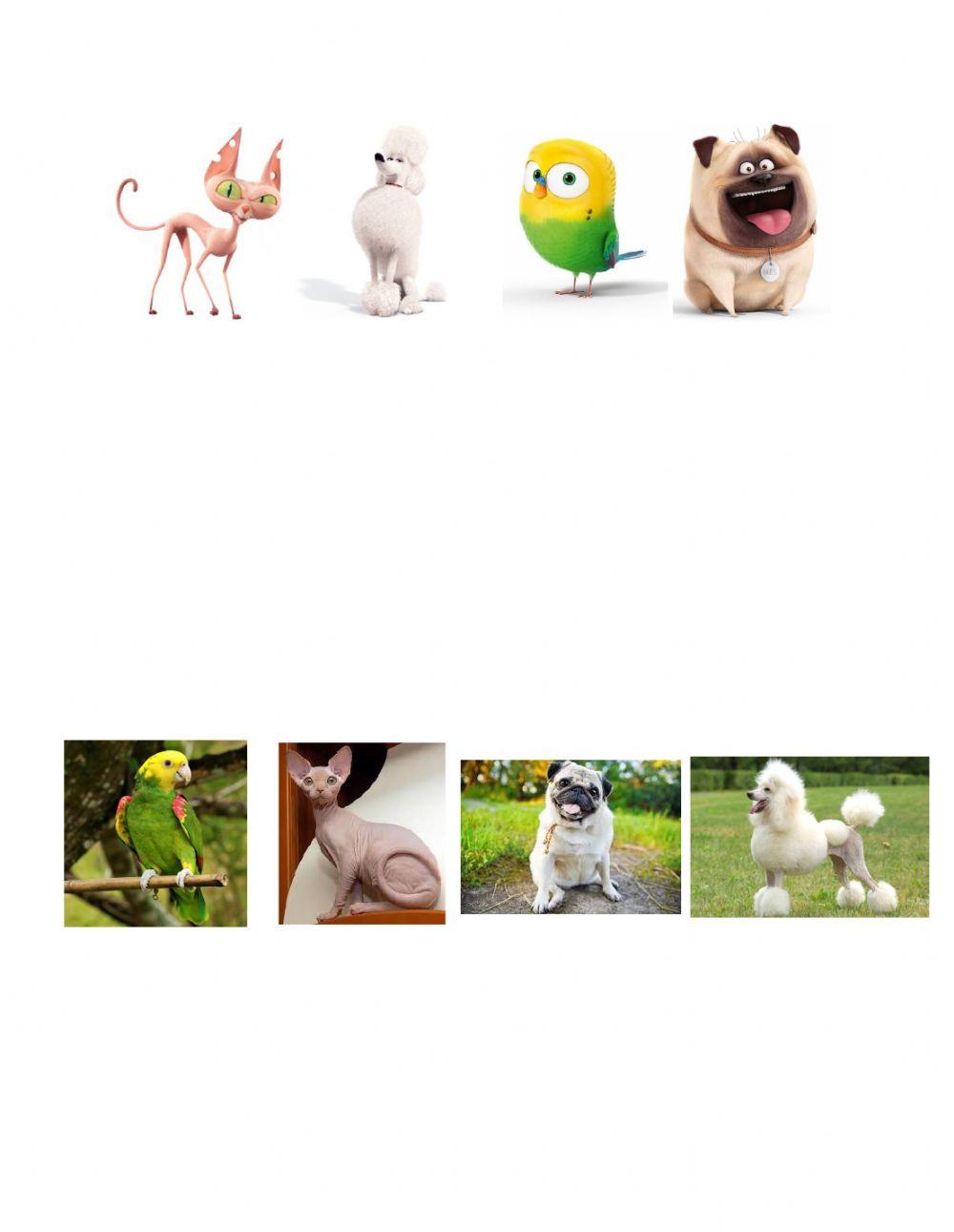 The Secret Life of My Pets - match