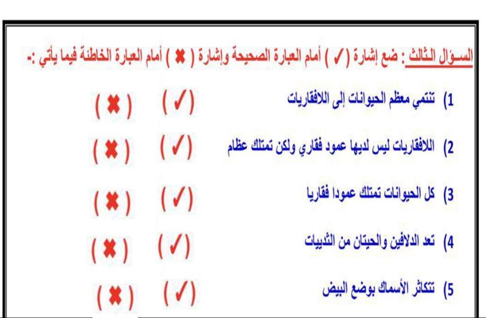 صح وخطأ تصنيف الحيوانات