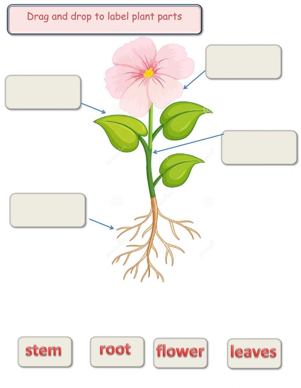 382333 Label plant parts yasmin LiveWorksheets