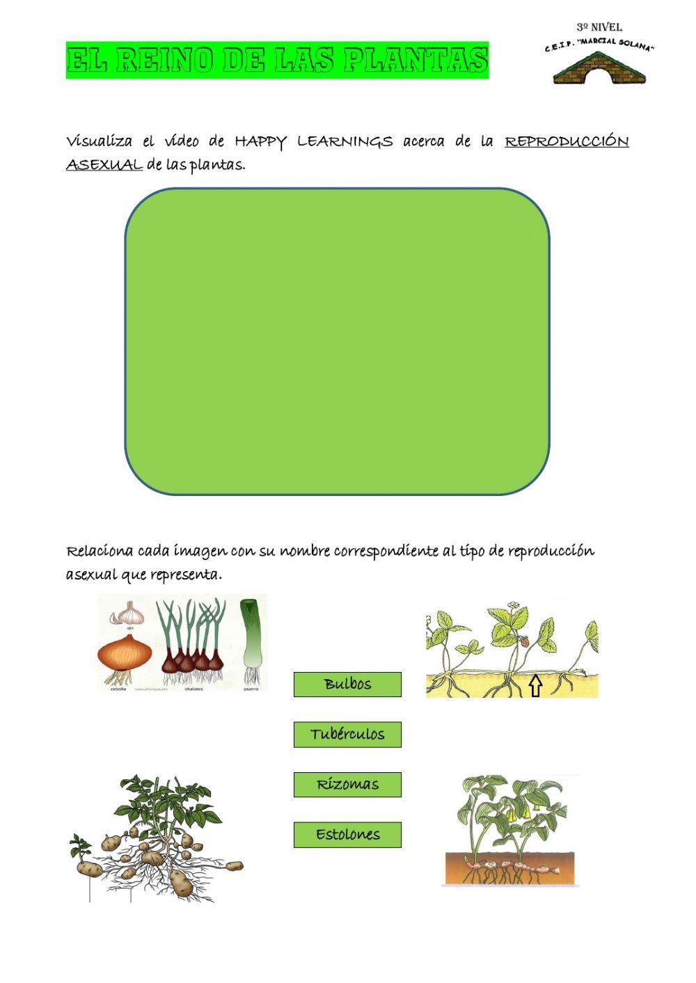 Reproducción asexual