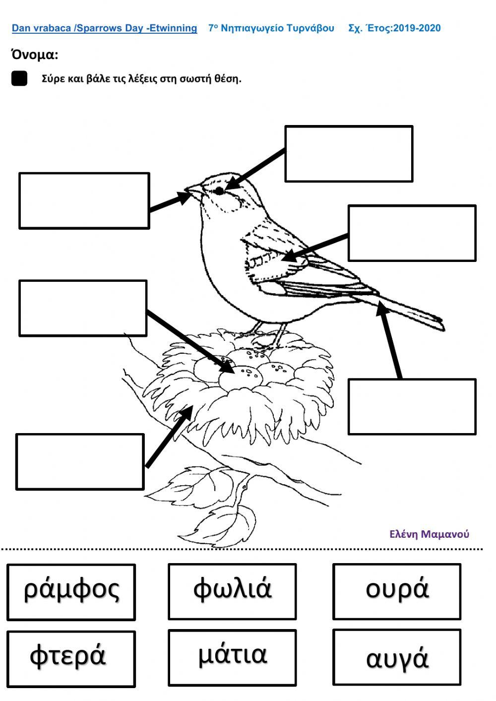 Aνατομία σπουργιτιού