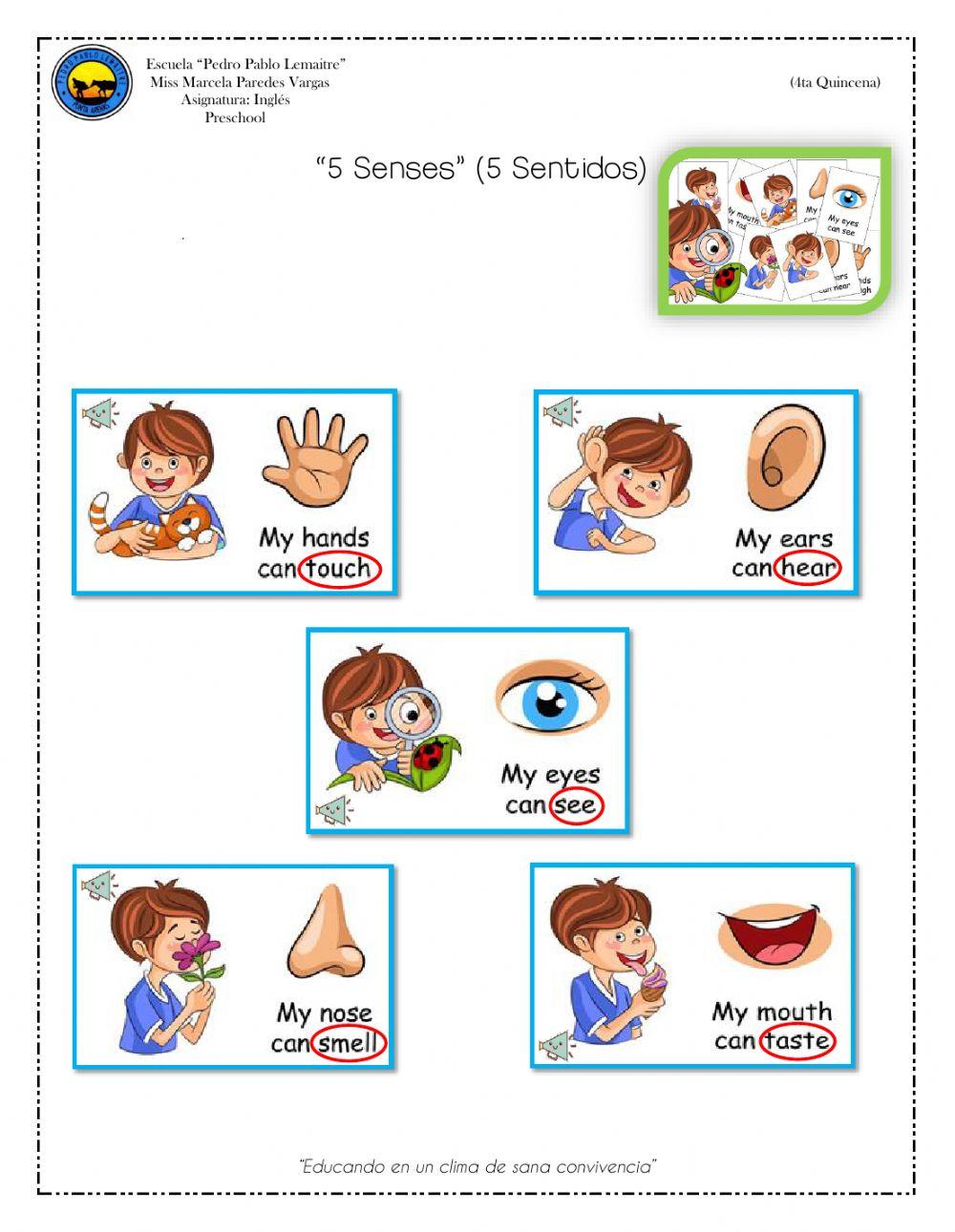 5 Senses - Preschool
