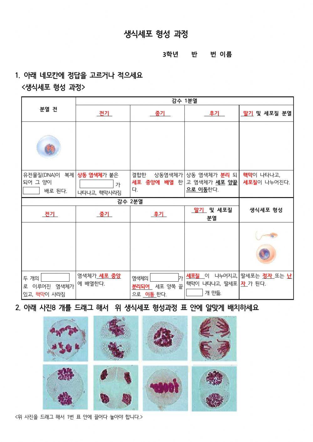 감수분열(복사용) 감수분열(복사용)