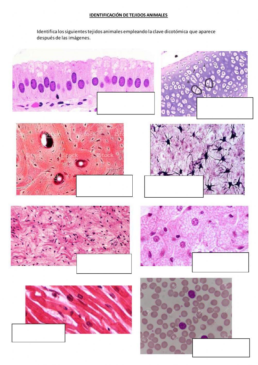 Identificación de tejido animales con clave dicotómica