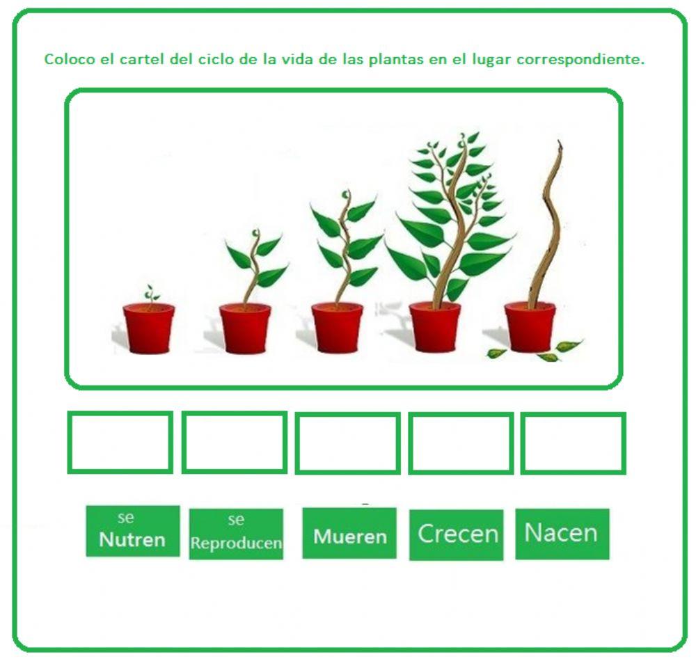ciclo de vida de las plantas