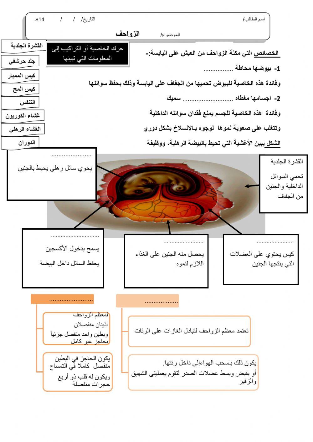 ورقة 6تفاعلية2