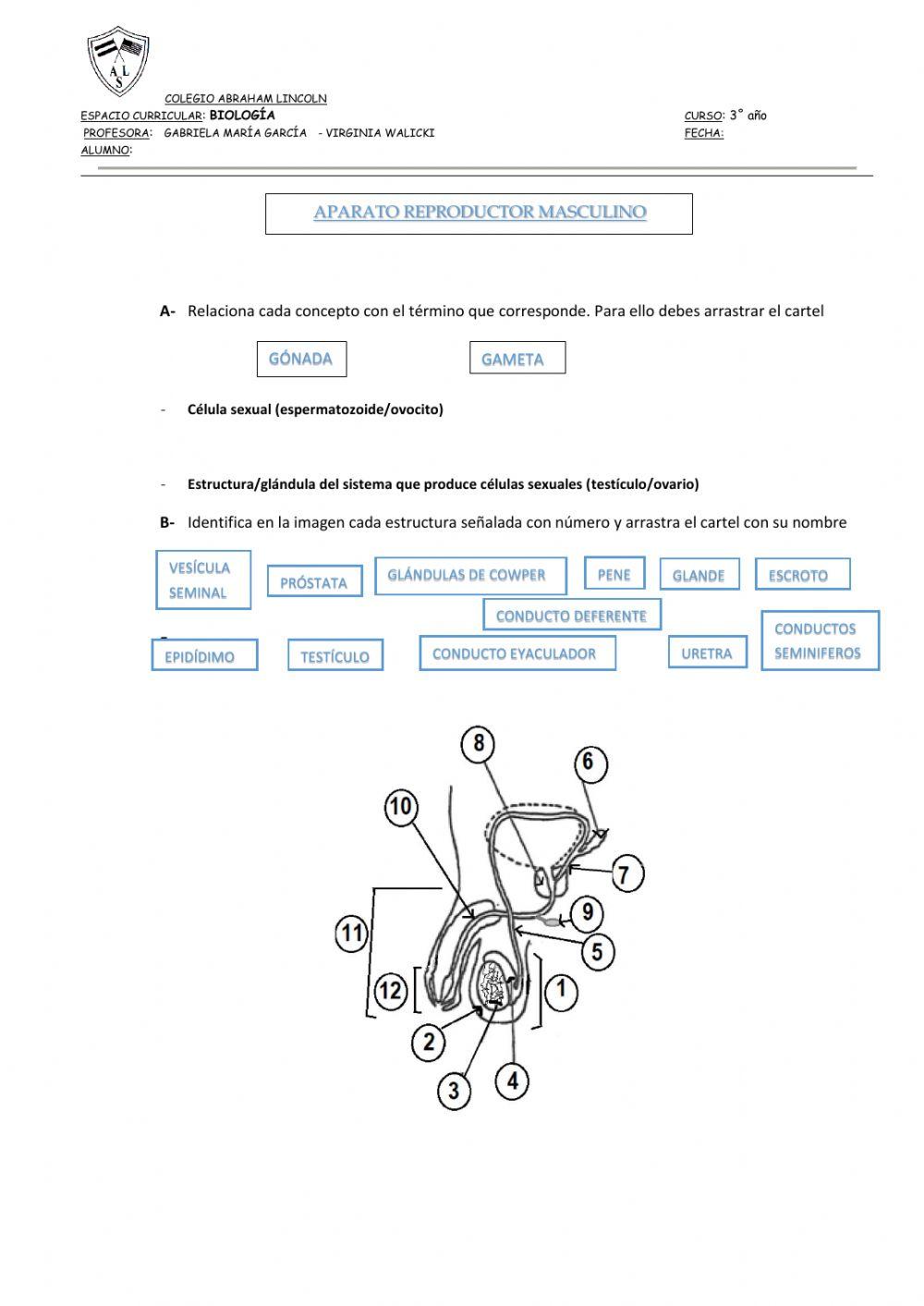 APARATO REPRODUCTOR MASCULINO, estructuras y funciones