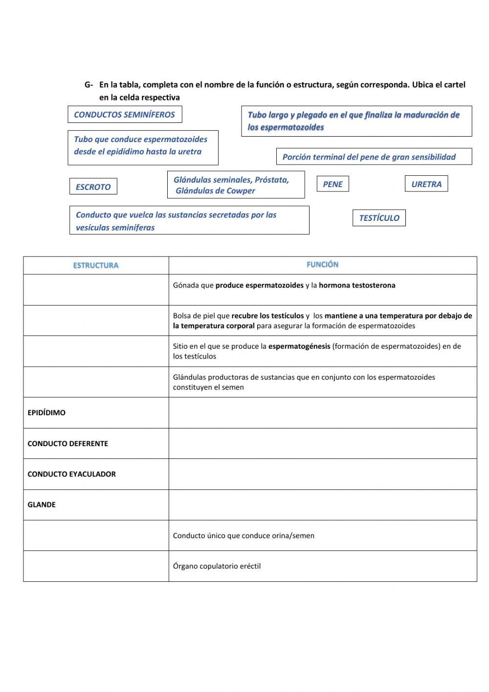 APARATO REPRODUCTOR MASCULINO, estructuras y funciones