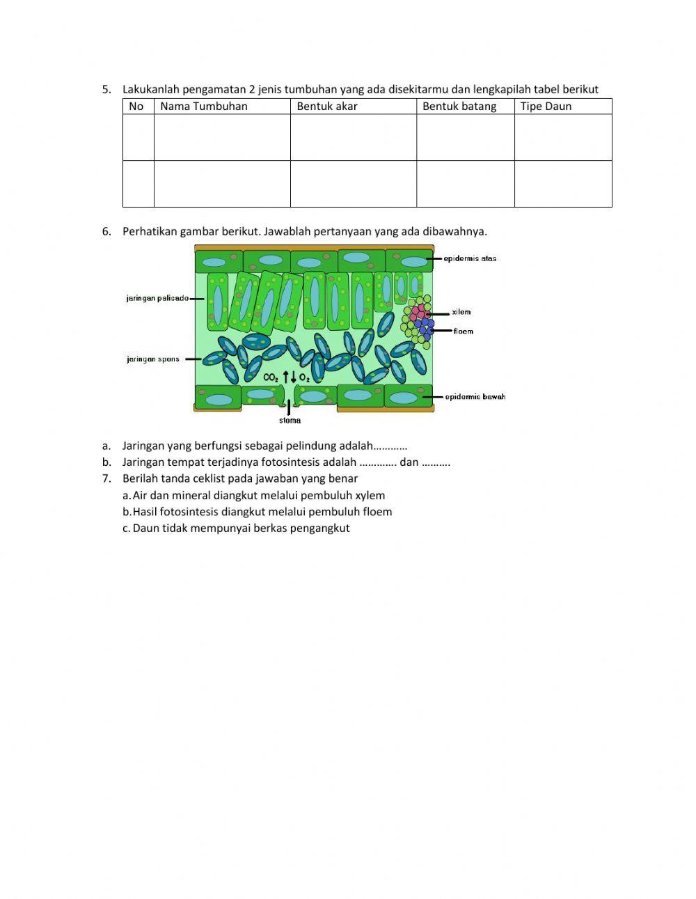 Struktur dan fungsi jaringan tumbuhan