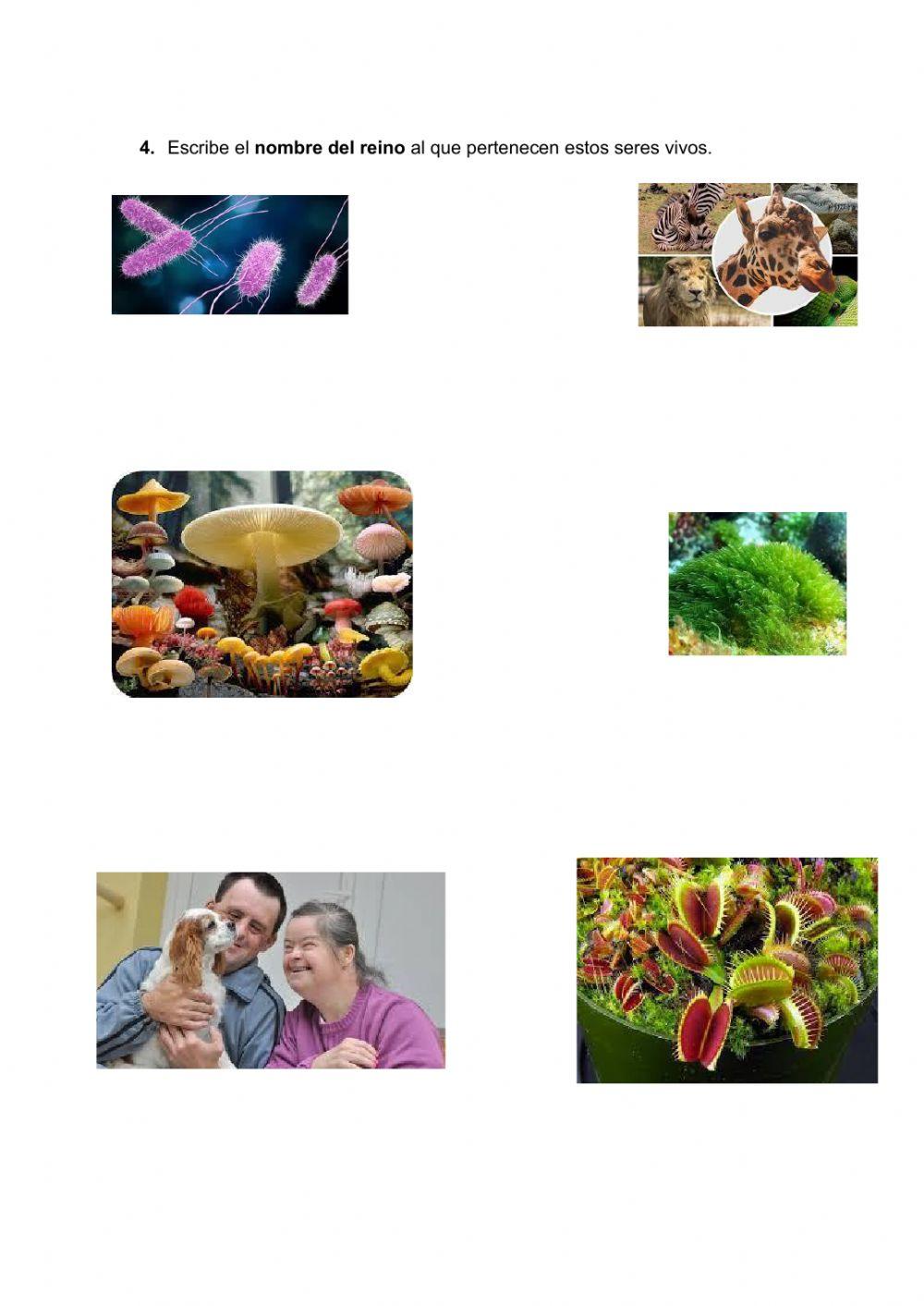 Clasificación Reinos seres vivos