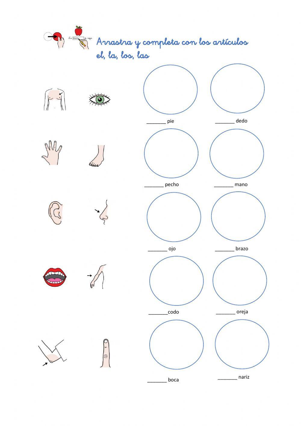 Artículos y vocabulario partes del cuerpo