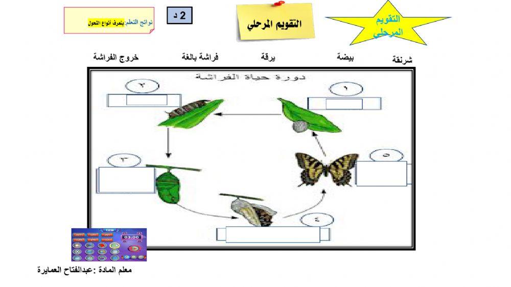 ورقة عمل دورة حياة الحيوان 1