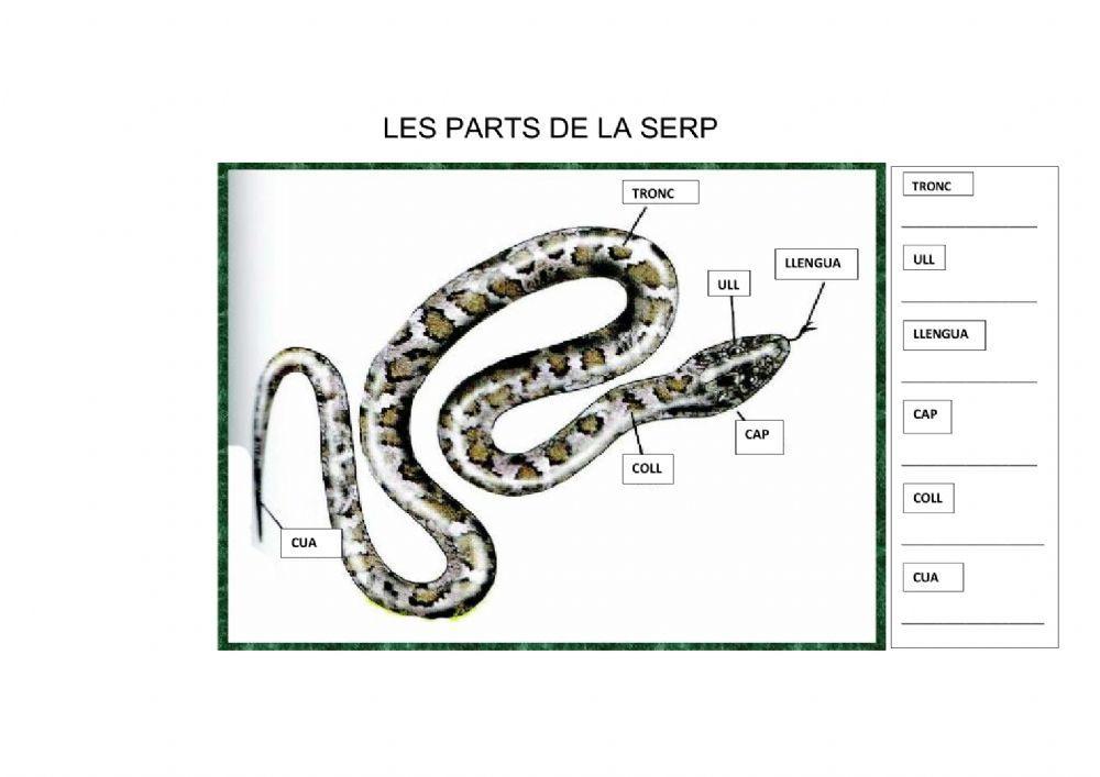 Parts de la serp