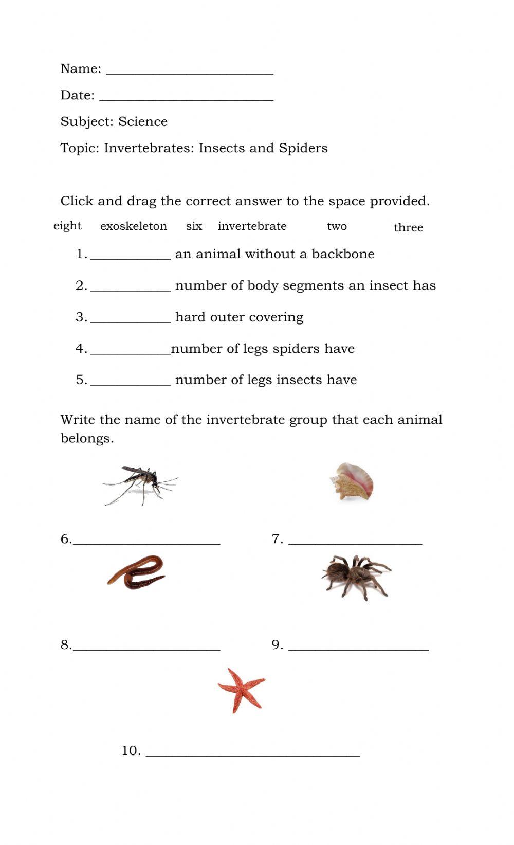 Invertebrates: Insects and Spiders