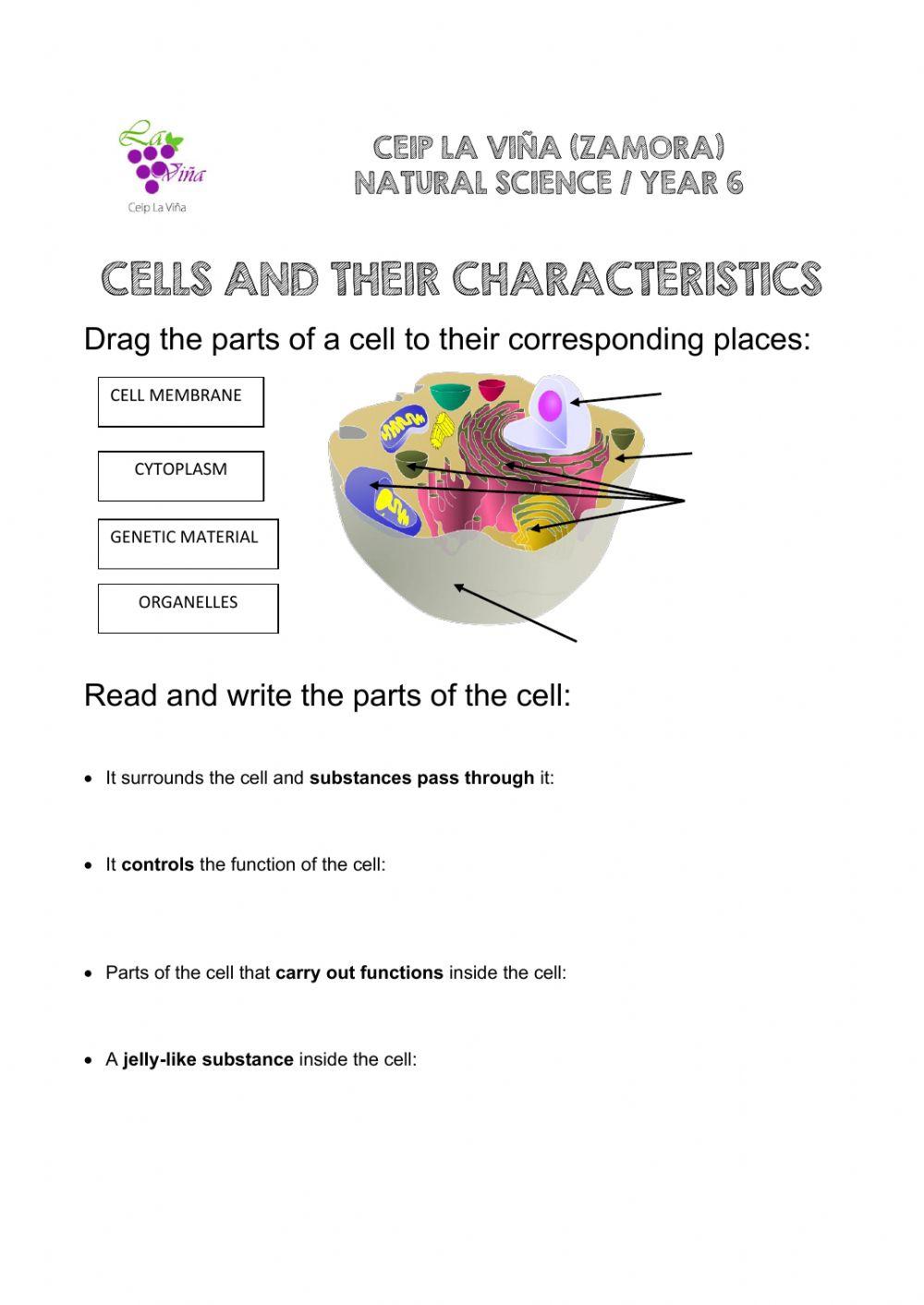 Cells and their characteristics