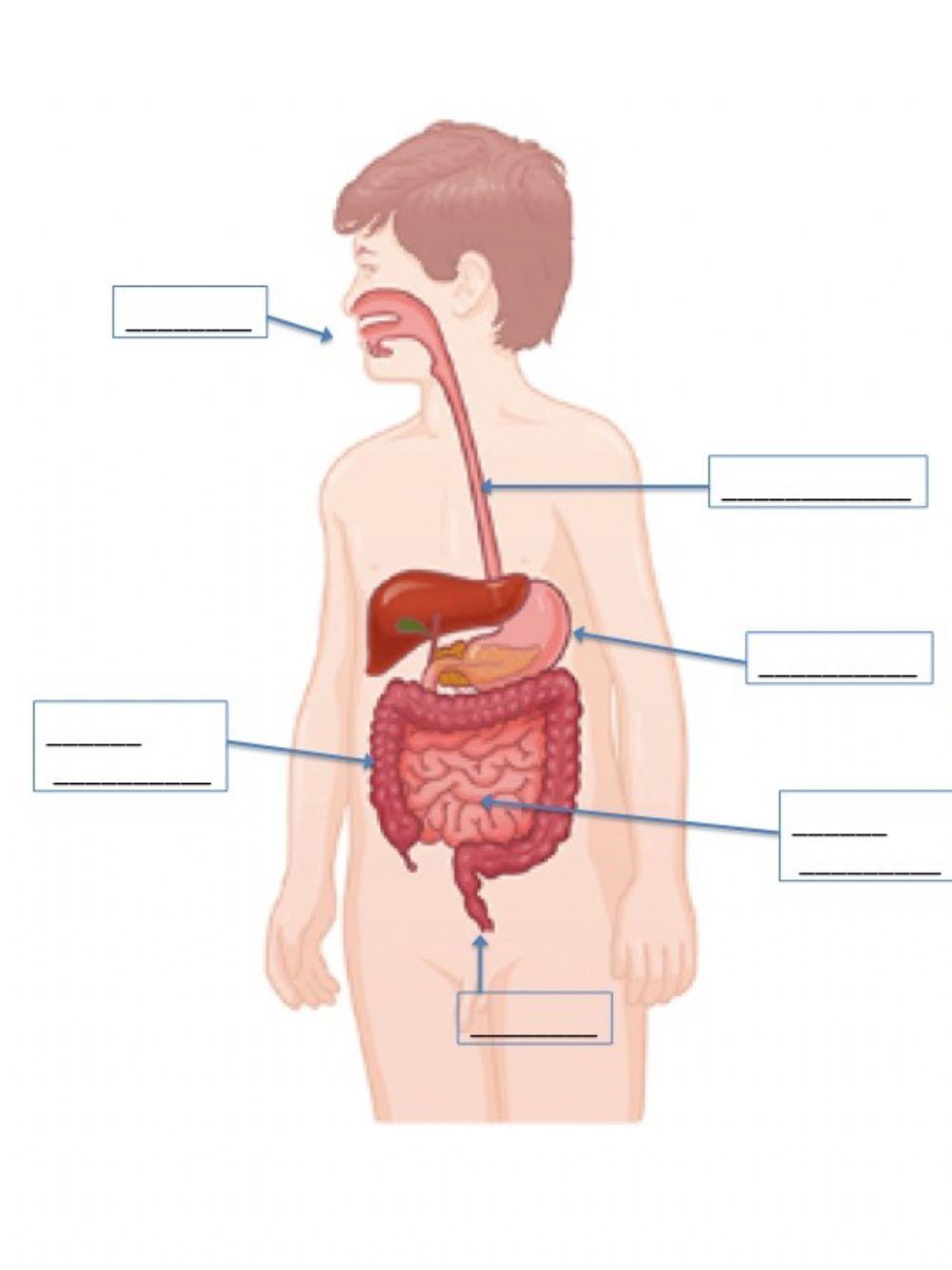 Digestive System Writing
