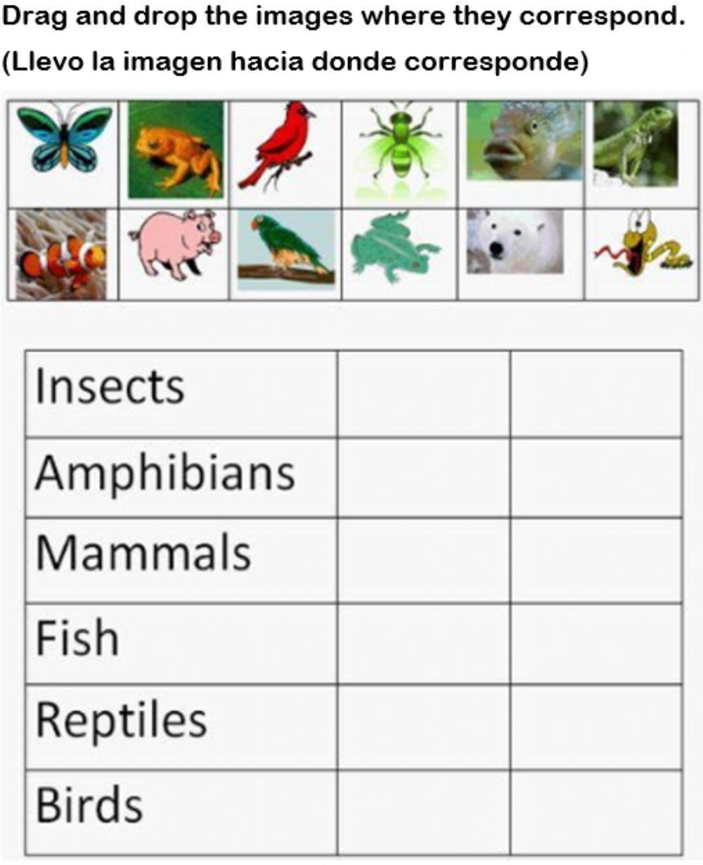 Animal classification