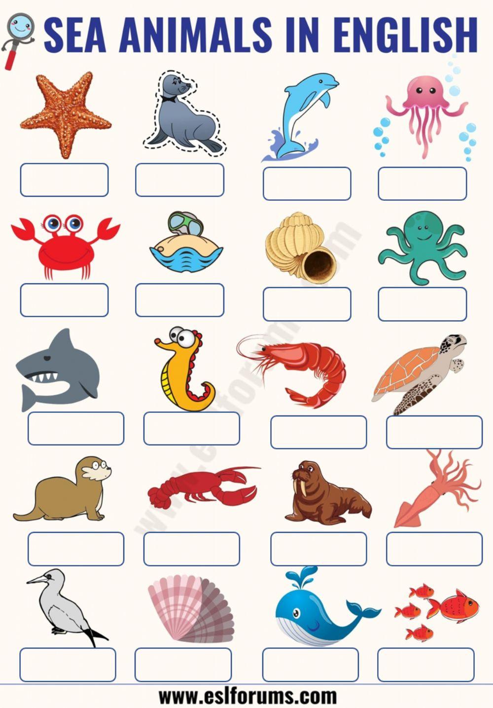 Time Zones 1: Unit 3 - Where's the shark?