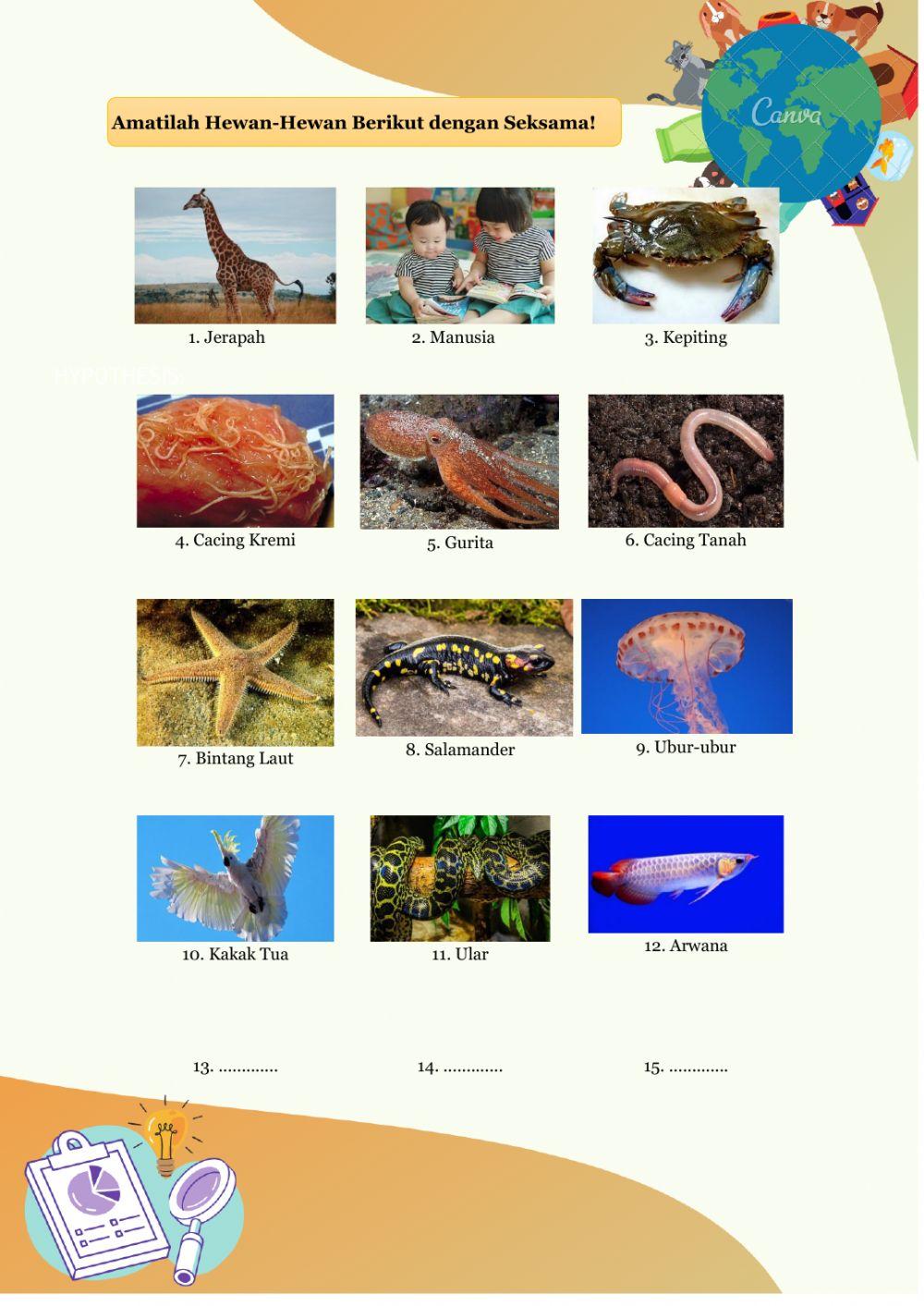 Klasifikasi Hewan Disekitarku