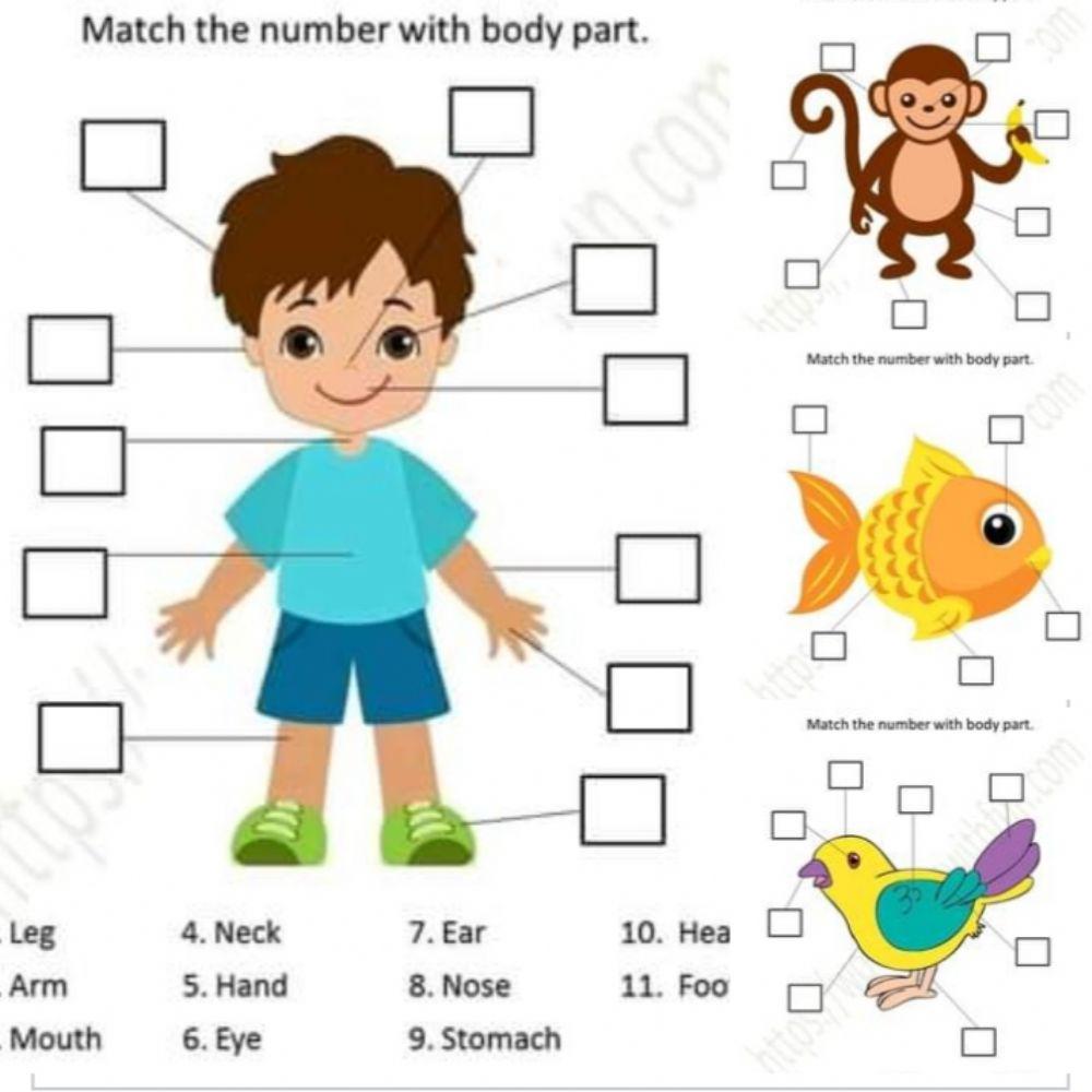 body-parts-online-exercise-for-1-live-worksheets