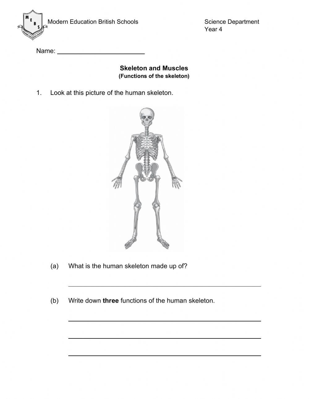 skeleton-functions-6086028-basma-saad-live