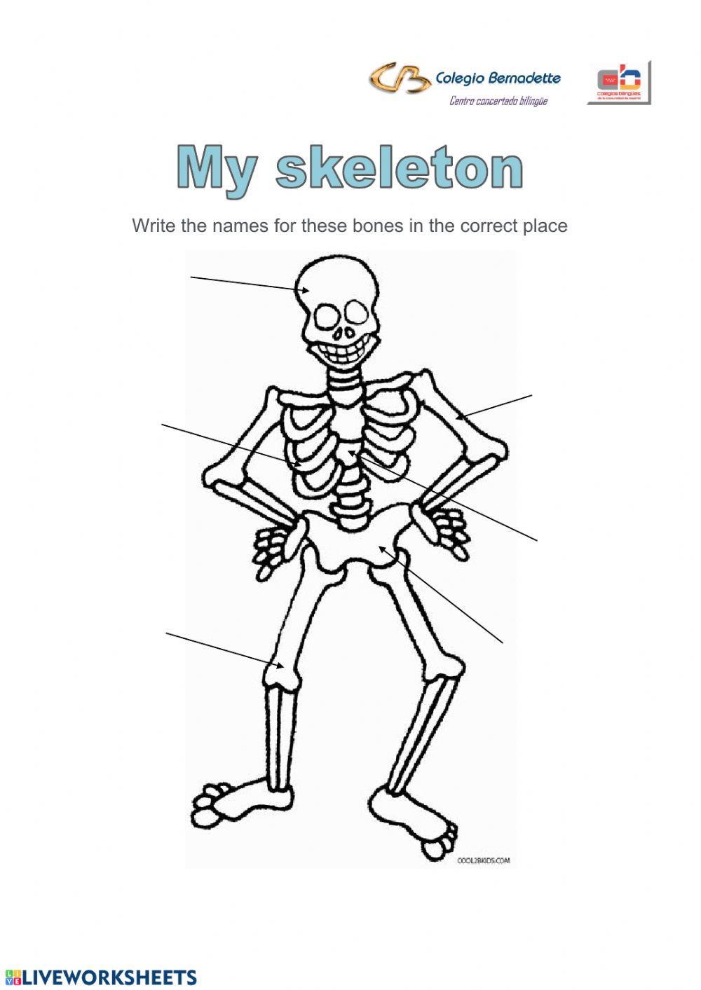 Skeleton