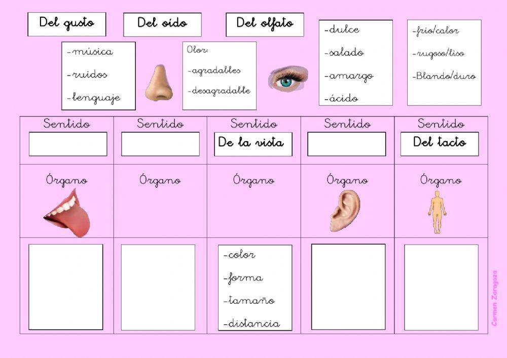 Los sentidos y sus órganos