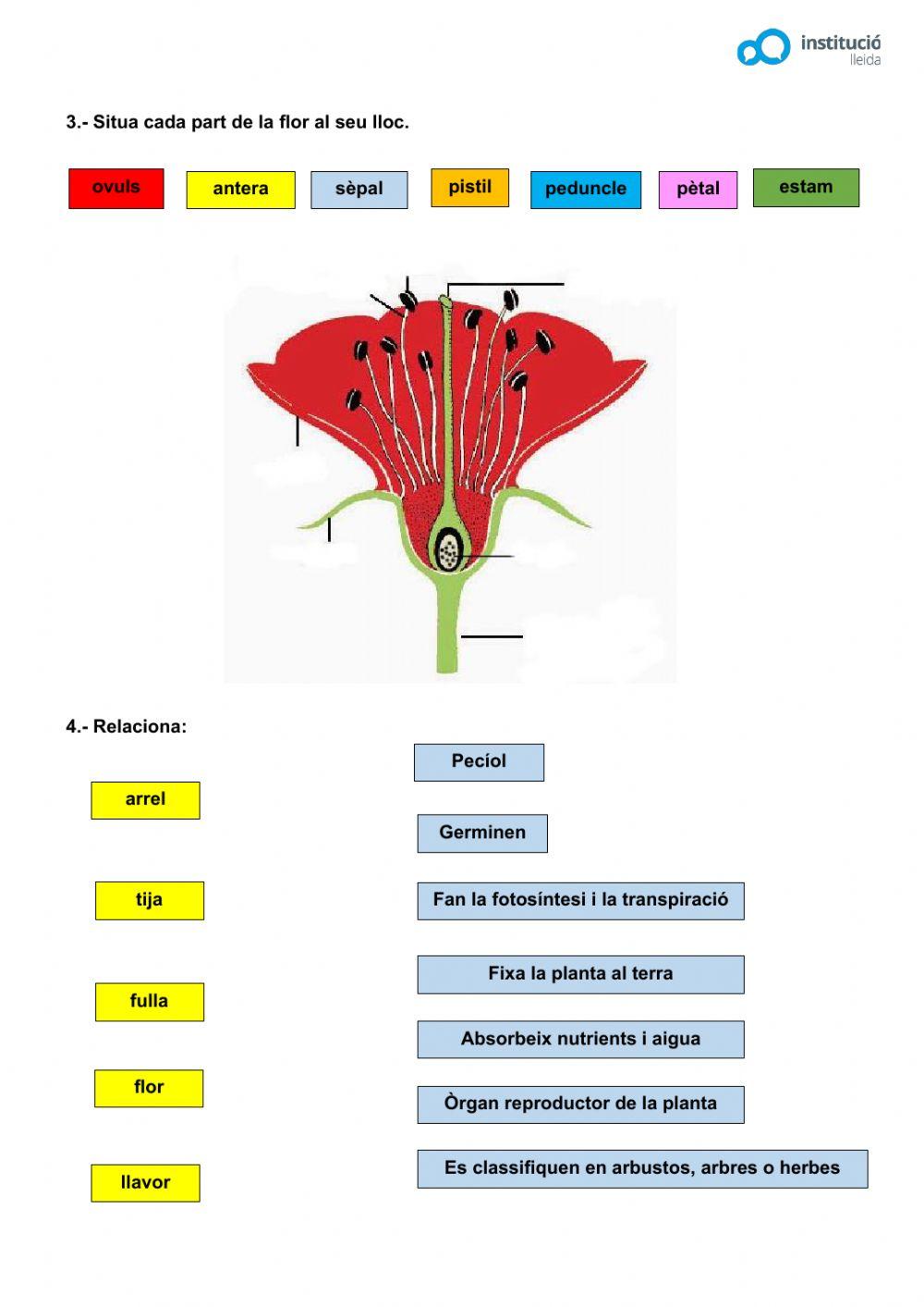 Les plantes Les plantes
