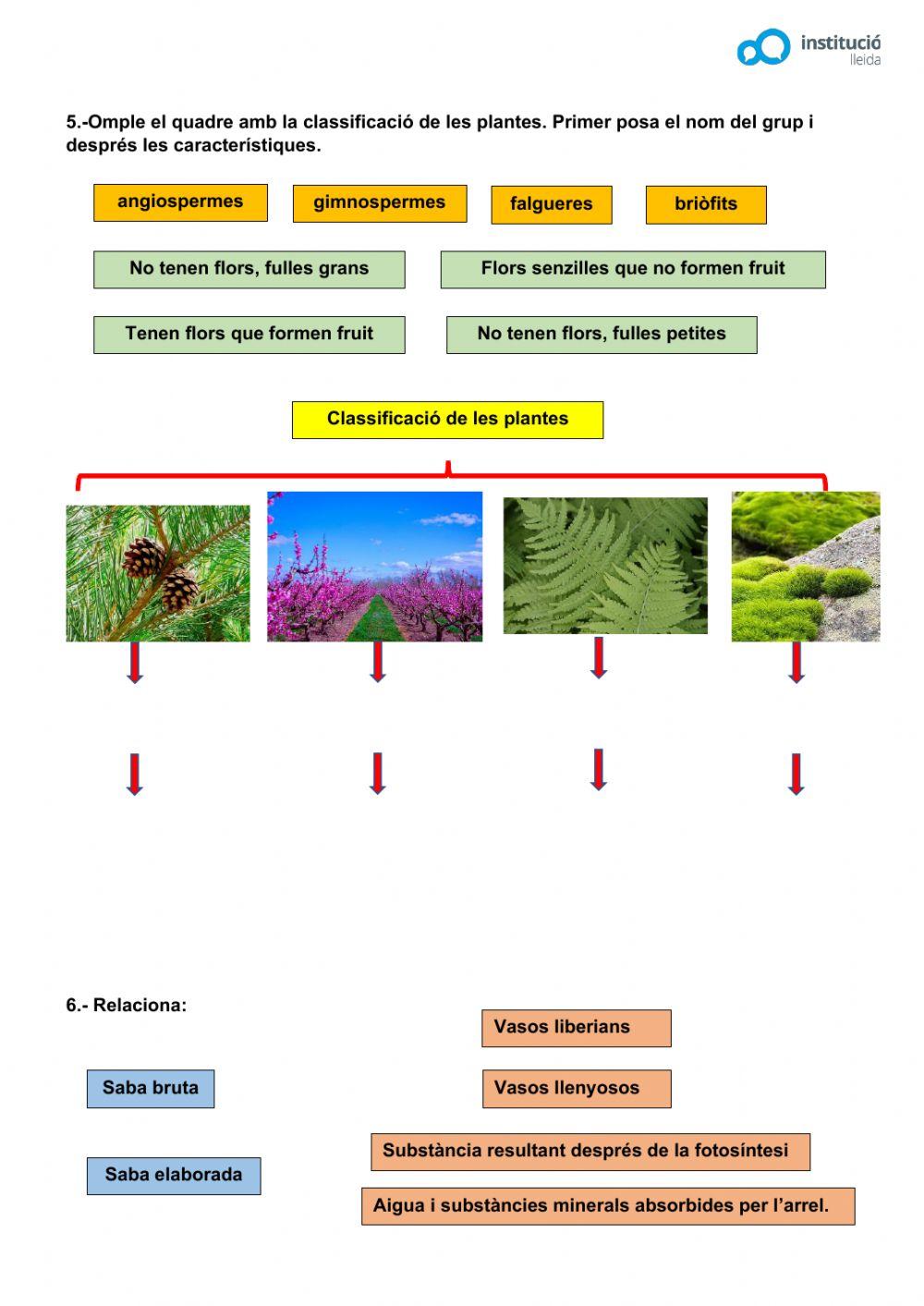 Les plantes Les plantes