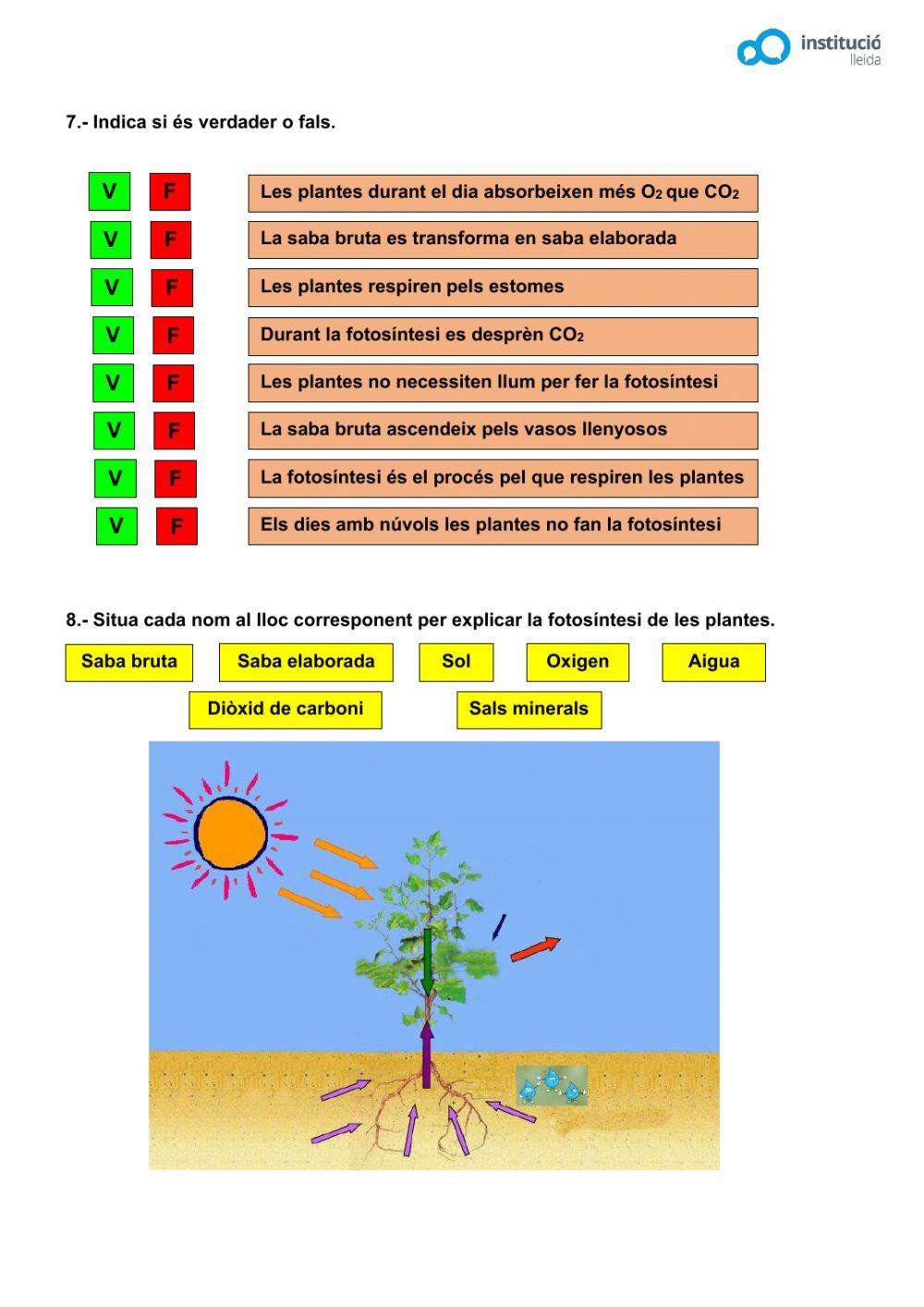 Les plantes Les plantes