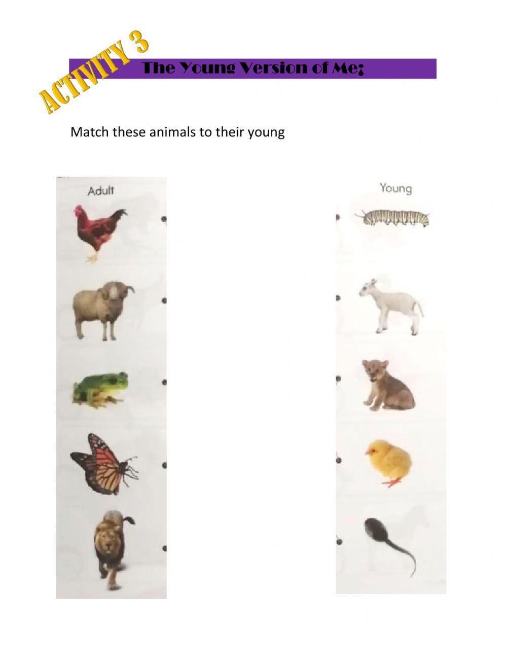 Characteristics of the animals