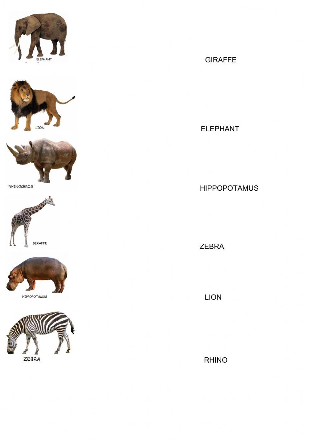 Match the animal with its name