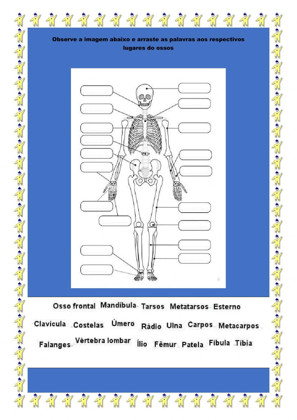 Ossos do corpo humano