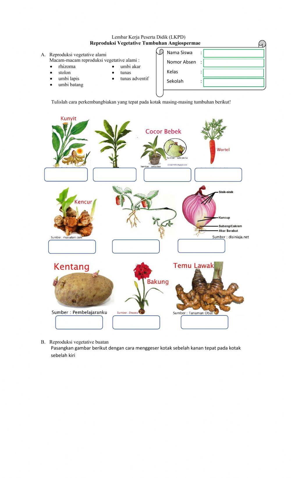 Reproduksi Tumbuahan Angiospermae