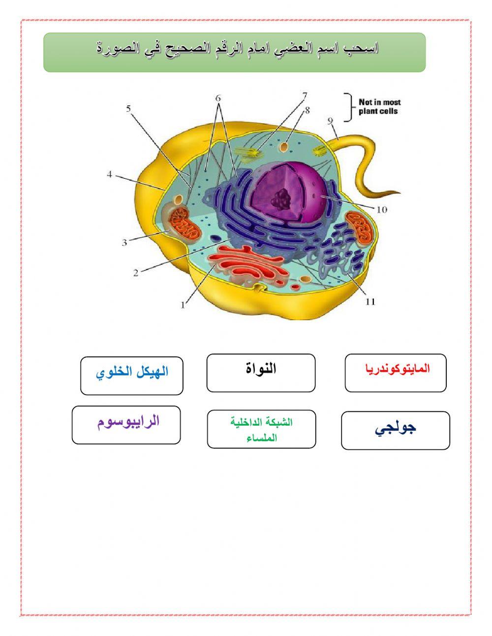 ورقة عمل للصف 9 و10