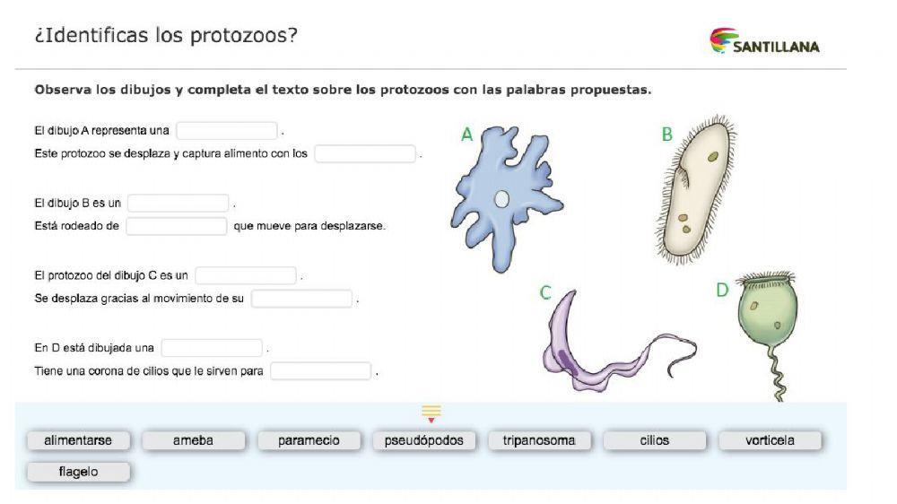 El reino de los protoctistas