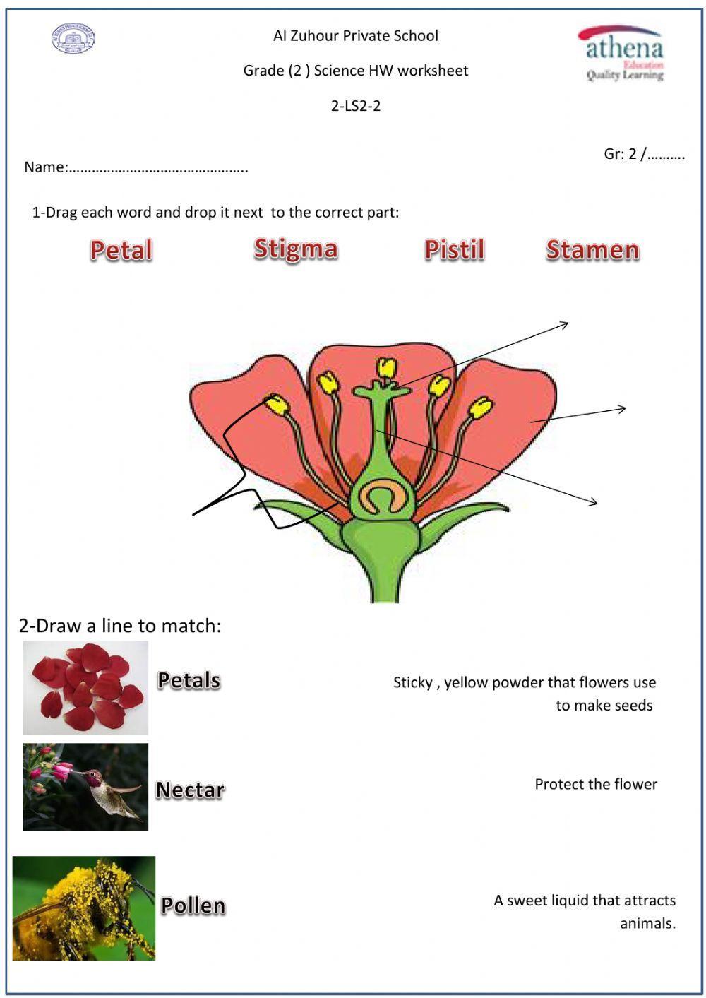 Parts of the Flower