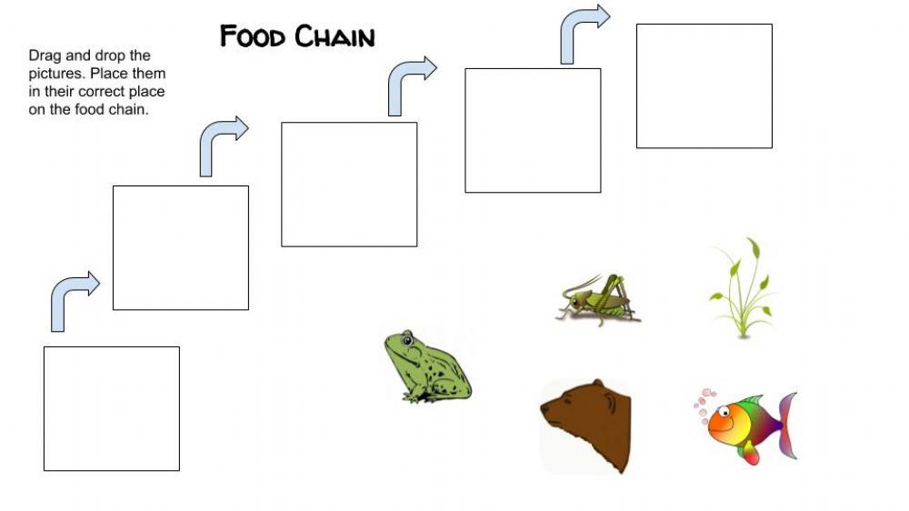 Food Chain