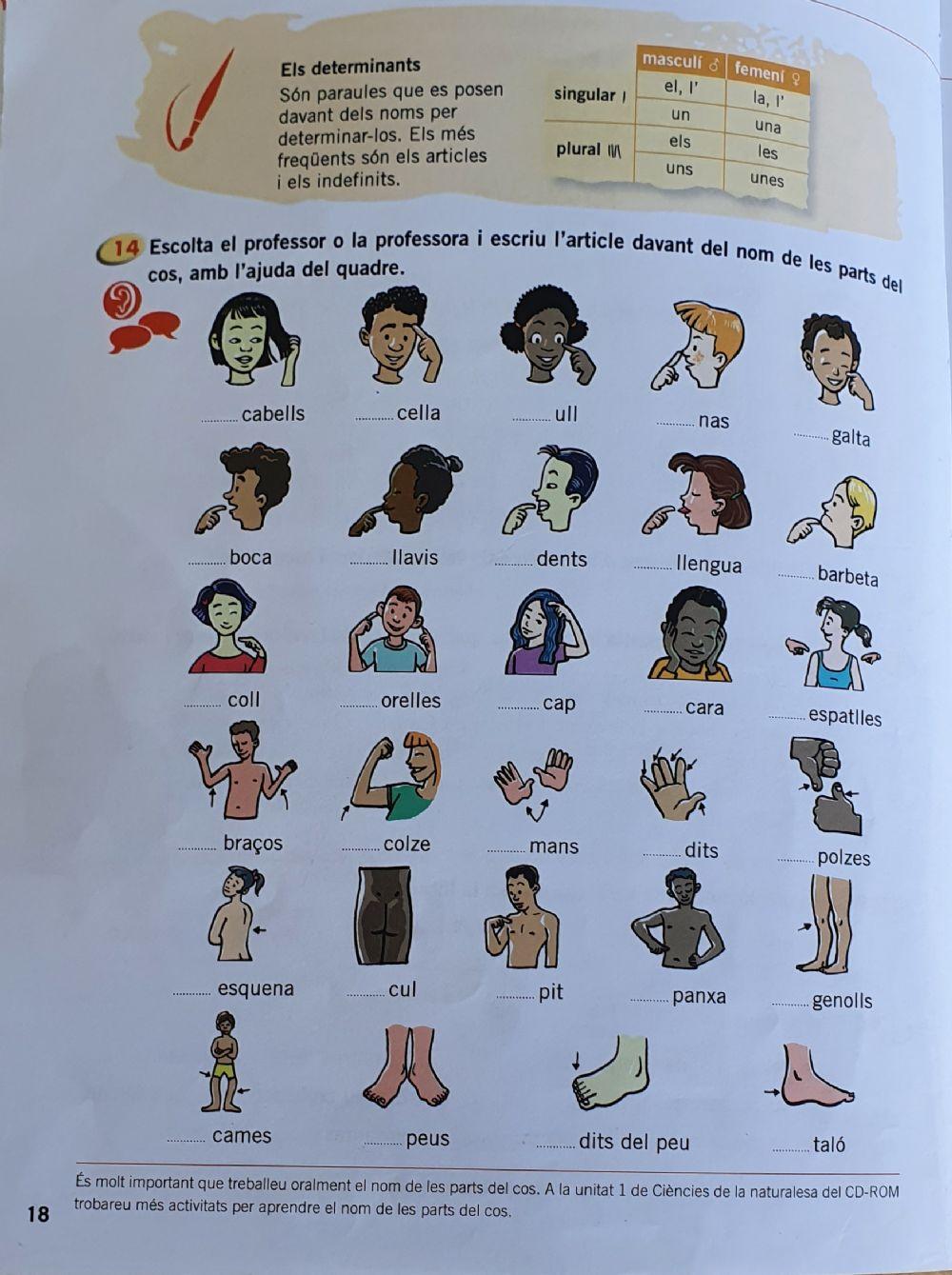 Les parts del cos i els articles