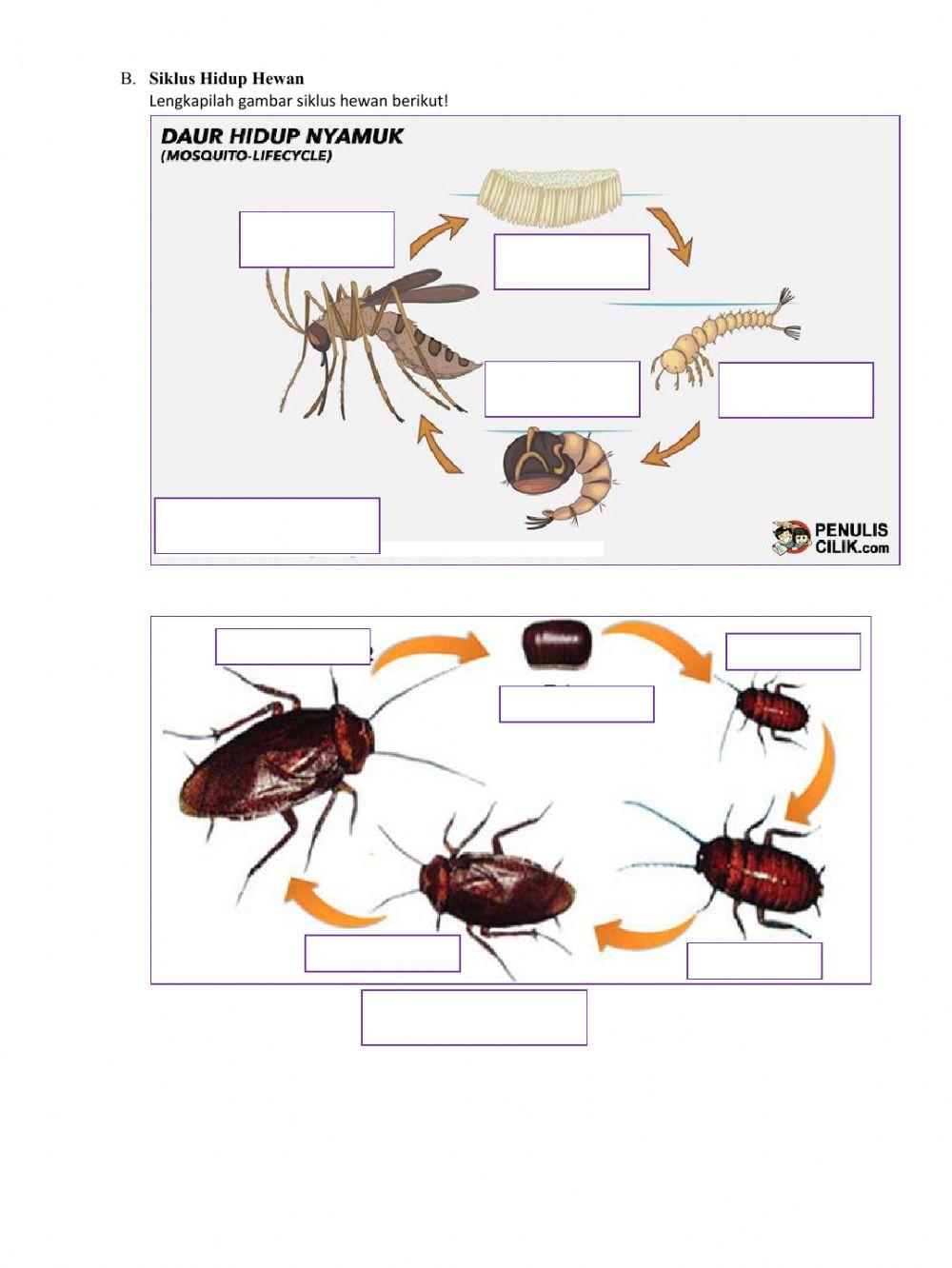 Perkembangbiakan Hewan