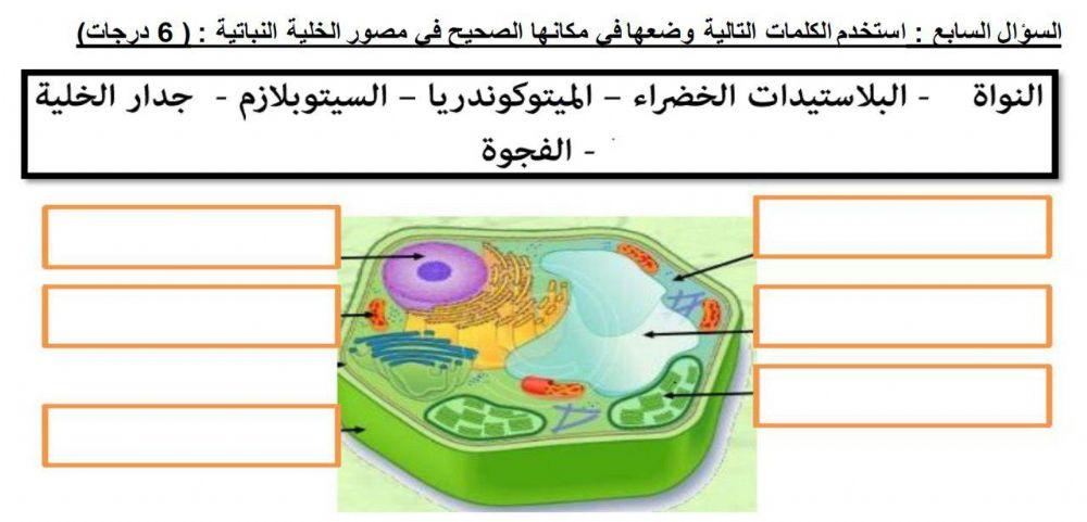 ورقة عمل الخلية النباتية