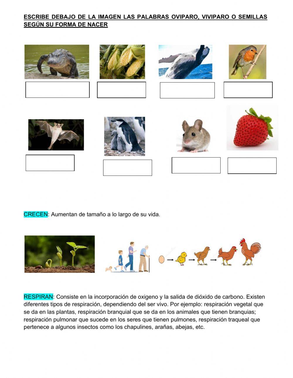 Caracteristicas de los seres vivos