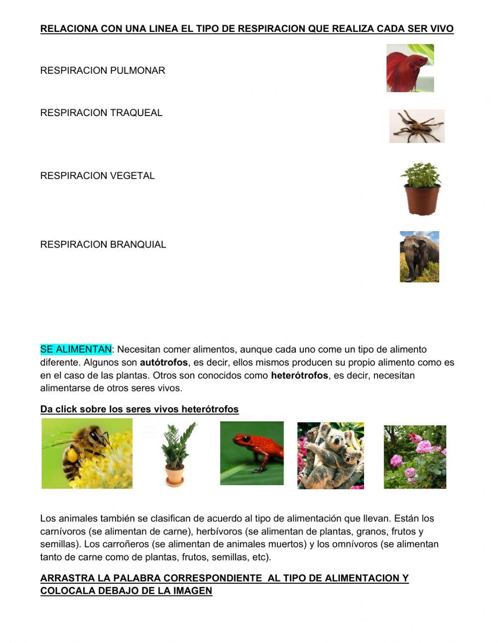 Caracteristicas de los seres vivos