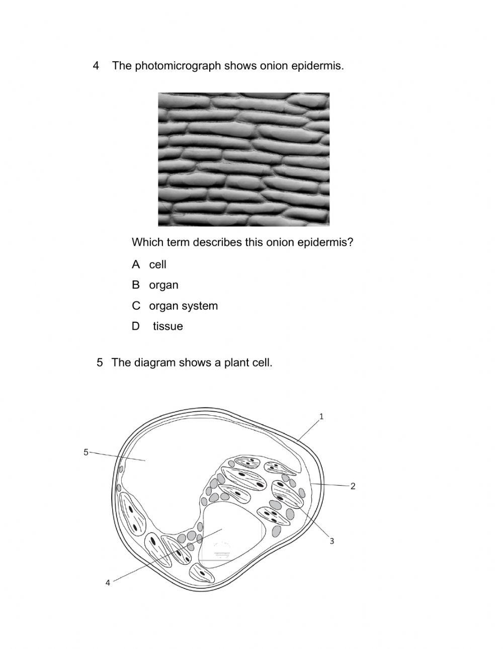 plant-and-animal-cells-350438-manal-hassan-abdelaziz
