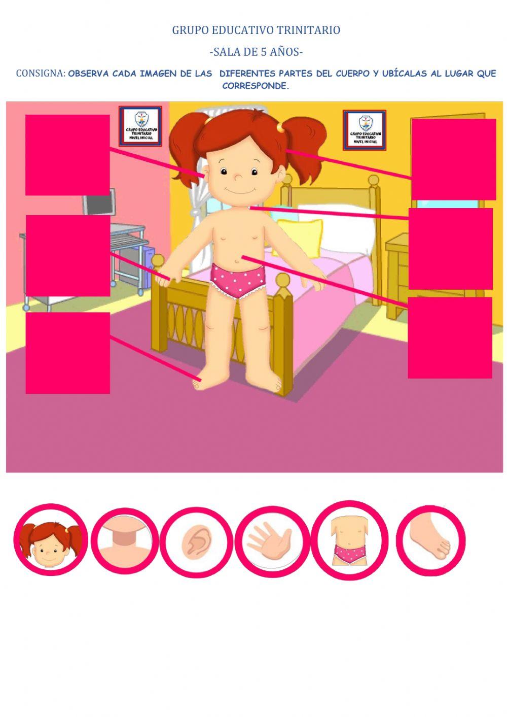 Las partes del cuerpo