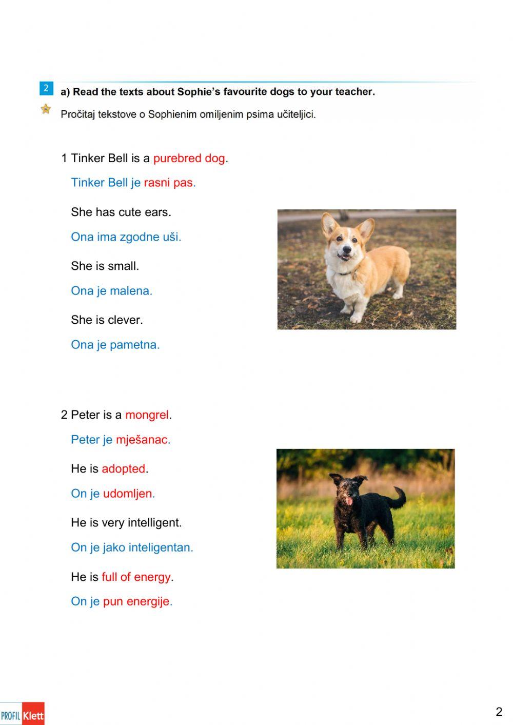 Hw6:U1-L1C-Man's best friend