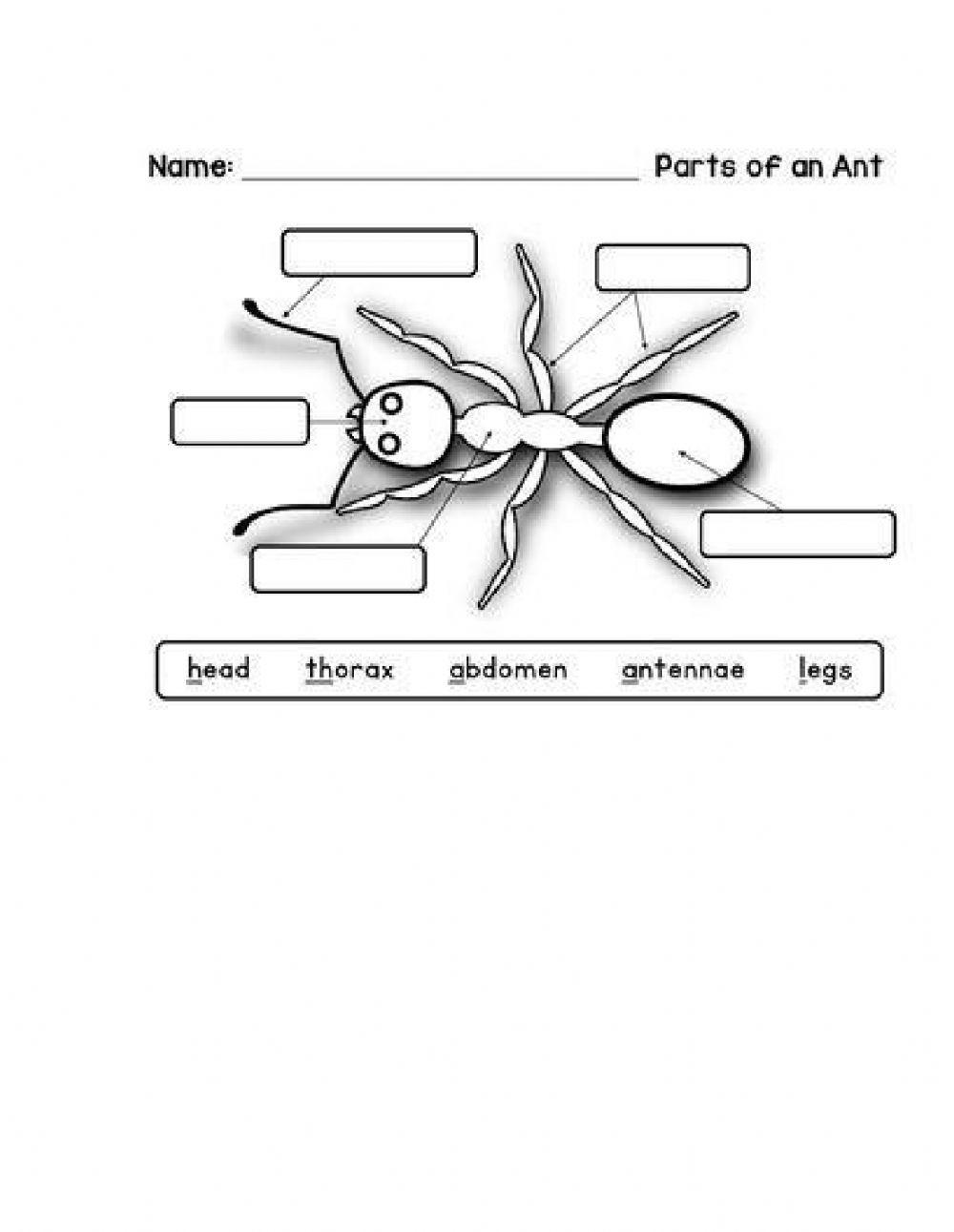 Parts of an insect