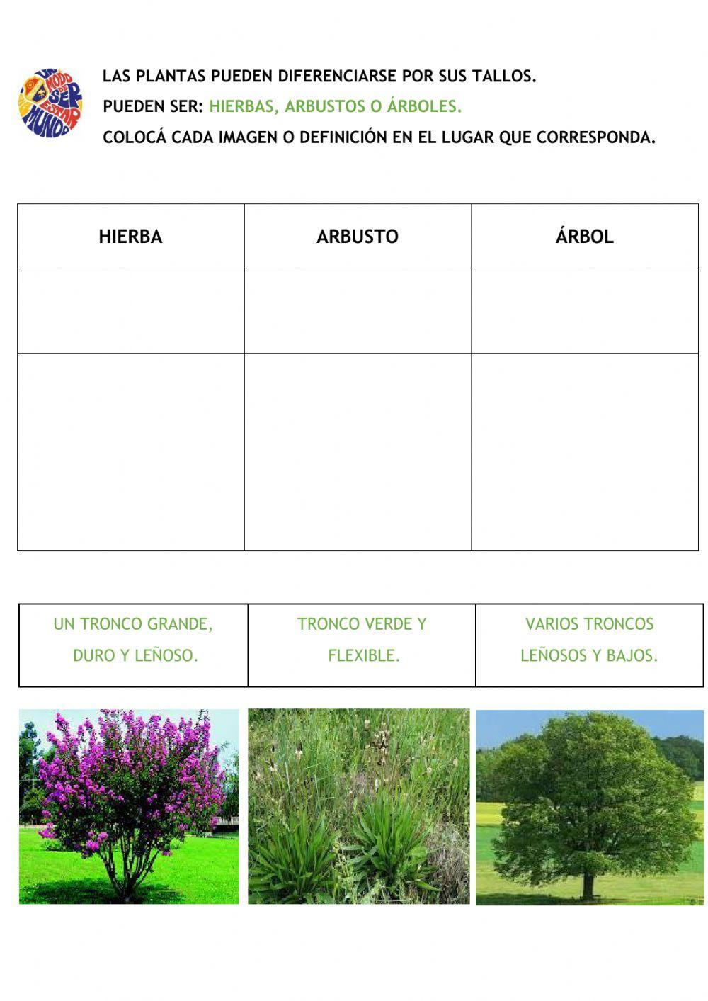 Las plantas y sus tallos.